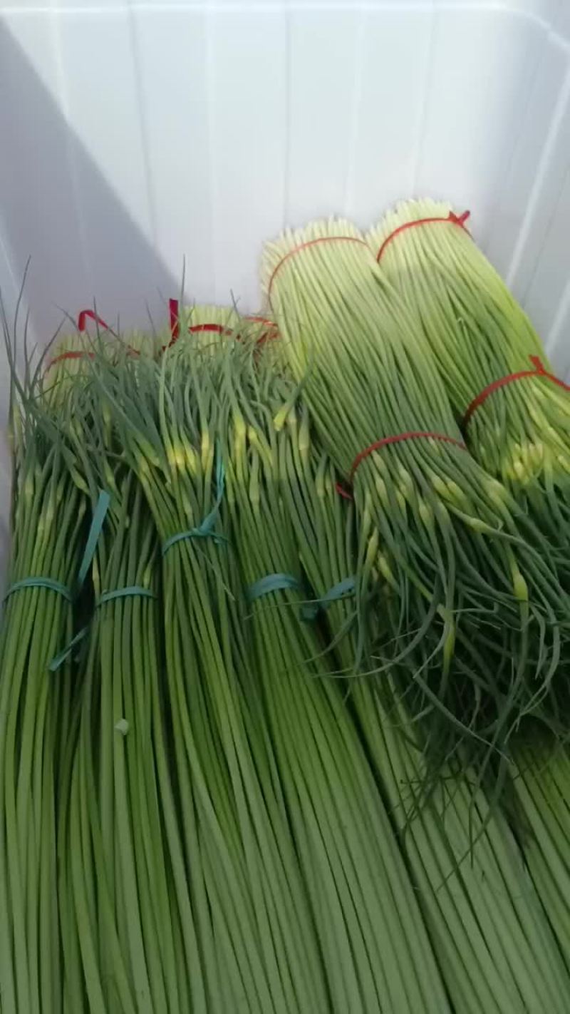 沛县蒜苔少量上市有要的老板可以联系了