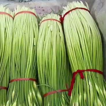 沛县蒜苔少量上市有要的老板可以联系了