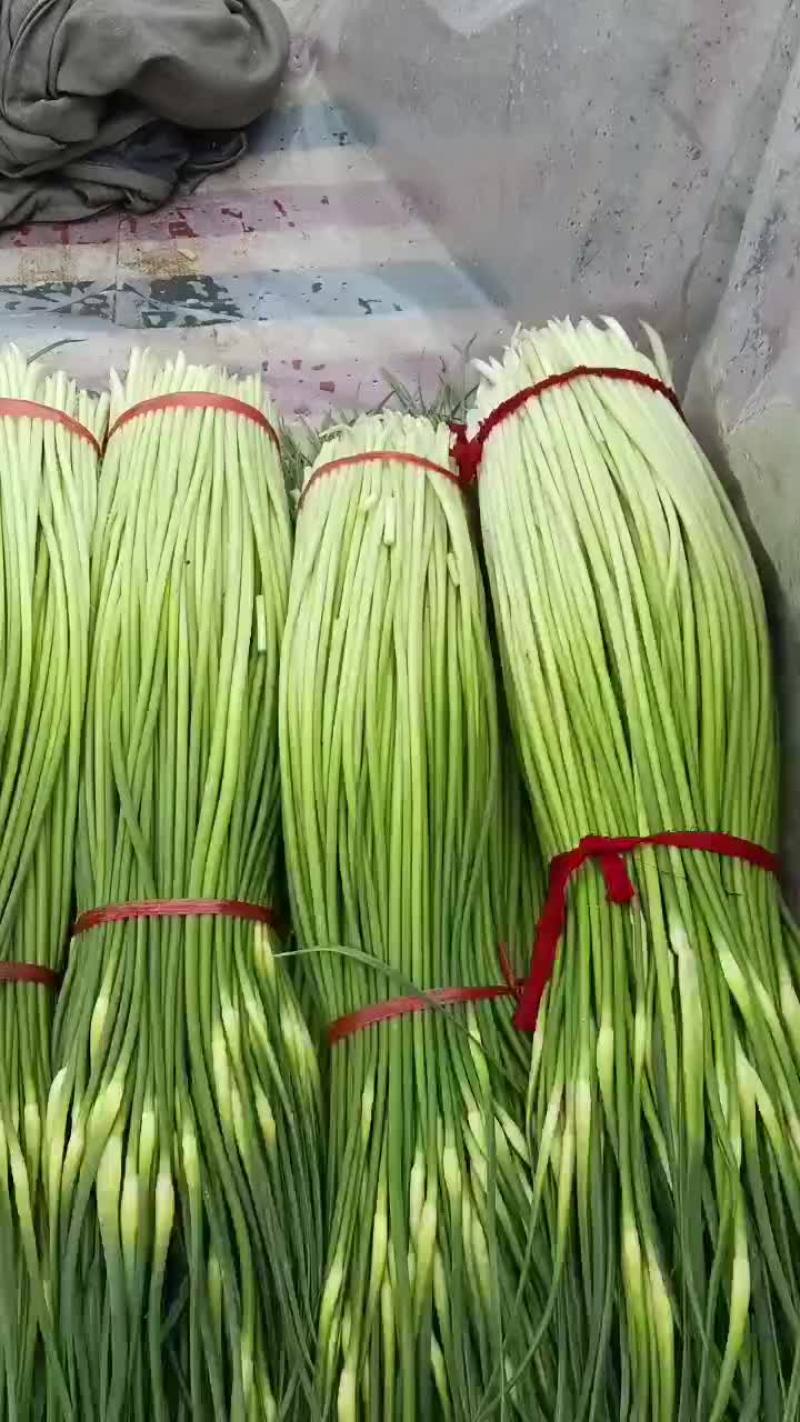 沛县蒜苔少量上市有要的老板可以联系了