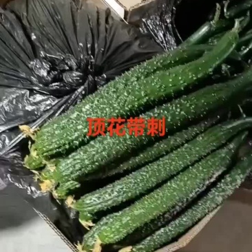 甘肃省白银市靖远县精品大刺黄瓜