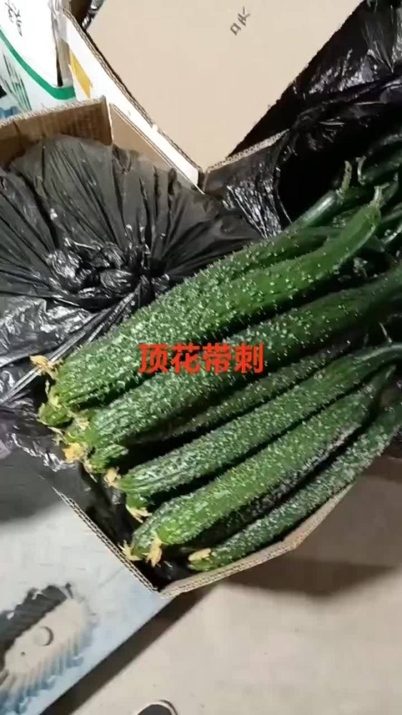甘肃省白银市靖远县精品大刺黄瓜
