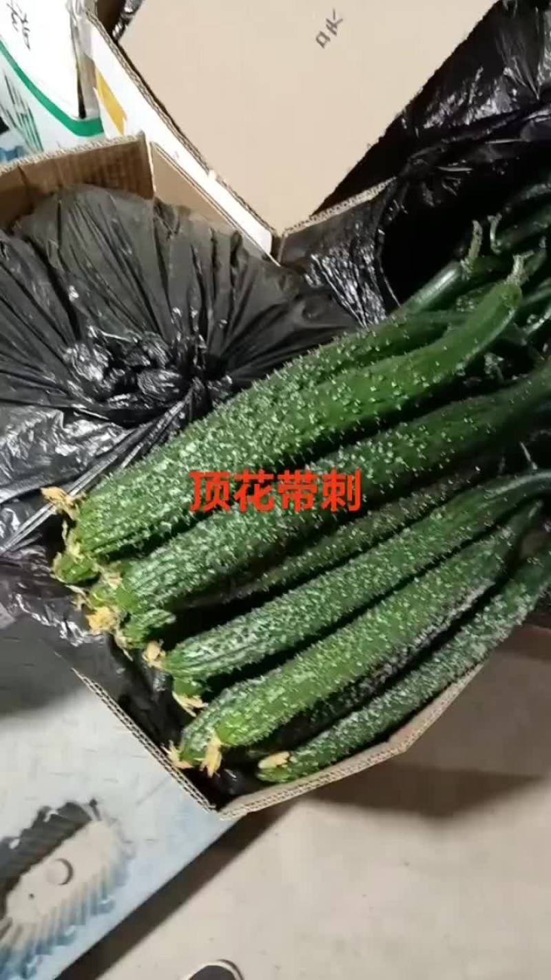 甘肃省白银市靖远县精品大刺黄瓜