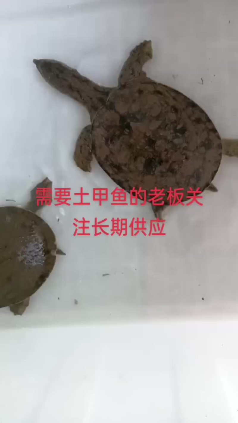 自然生长土甲鱼