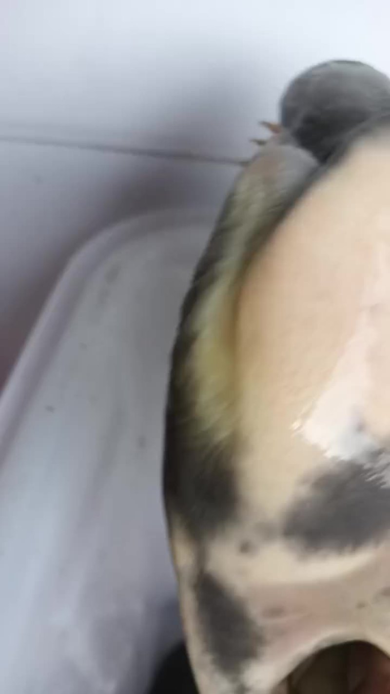 自然生长土甲鱼