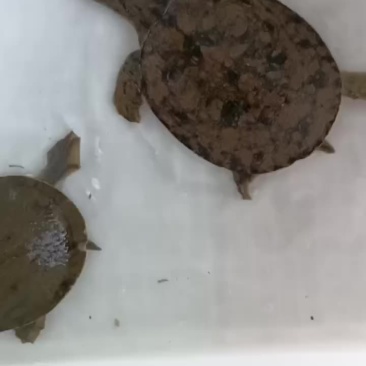 自然生长土甲鱼