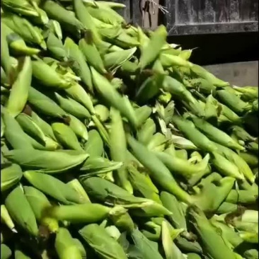 水果玉米