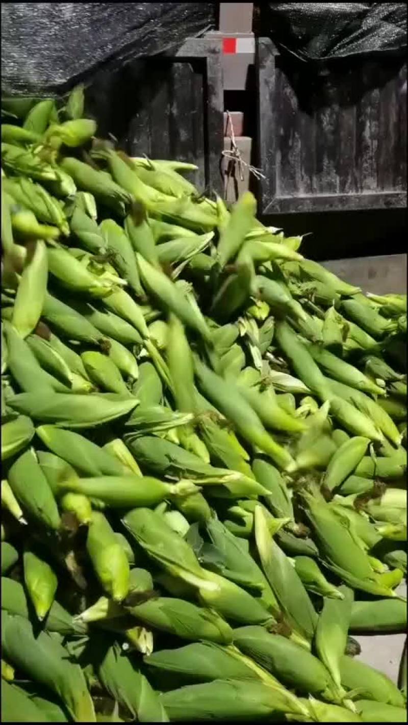 水果玉米