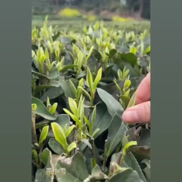 瑞昌花园白茶