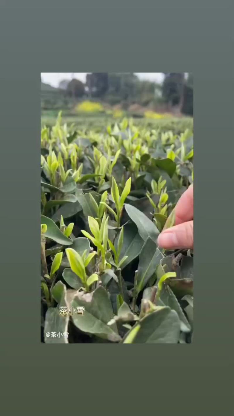 瑞昌花园白茶