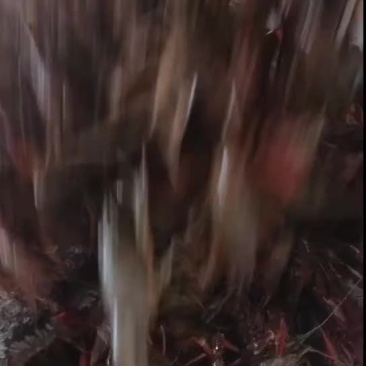 小龙虾产地供应，批发，量大8元