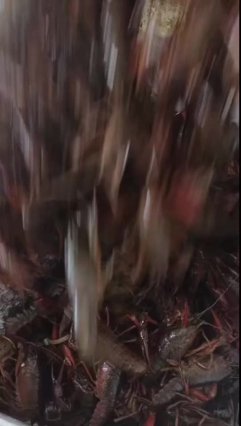小龙虾产地供应，批发，量大8元