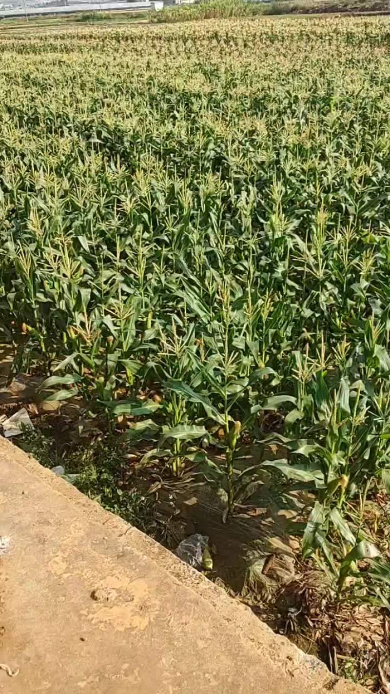 万糯188