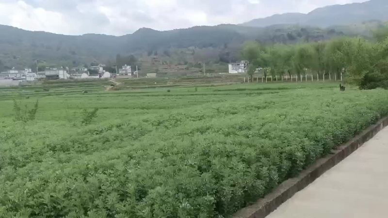 大理洱源胡豆