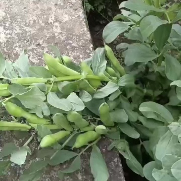 大理洱源胡豆