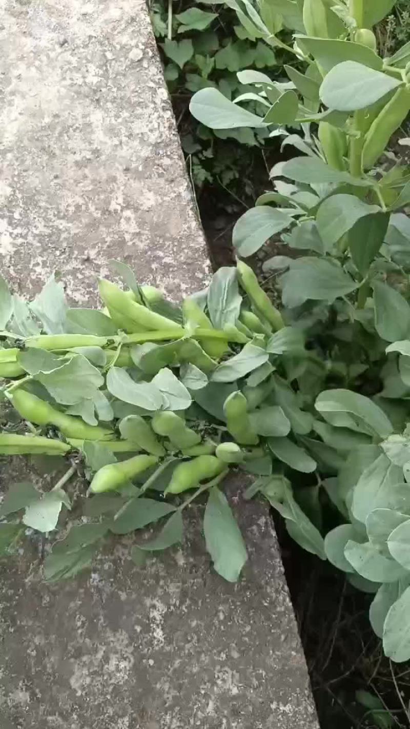 大理洱源胡豆
