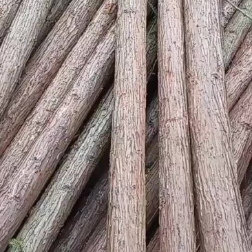 杉树