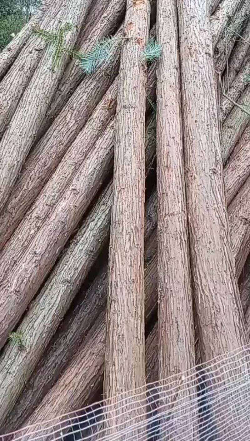 杉树