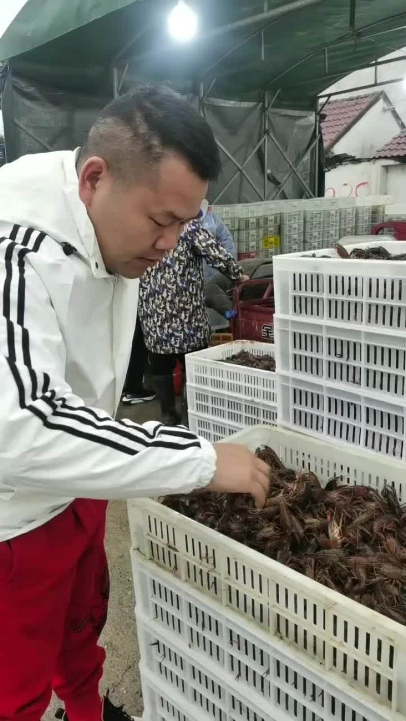 微山湖万亩龙虾养殖基地欢迎实地考察