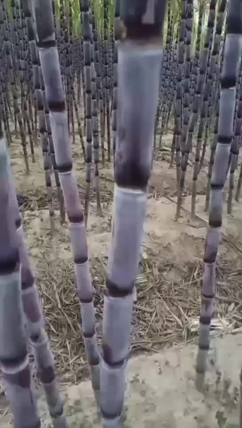 贵州黑皮甘蔗