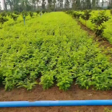 相思茶