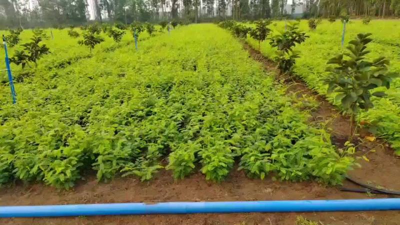 相思茶
