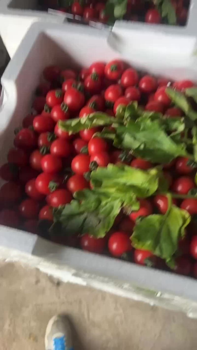 圣女果！粉贝贝。