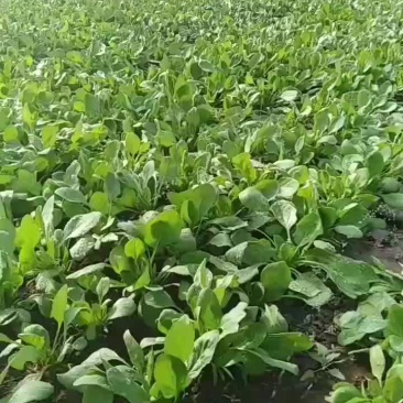 喀喇沁旗精品大叶菠菜上市了