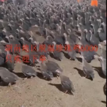 珍珠鸡童鸡1斤重，疫苗做好，可以养到3.89斤
