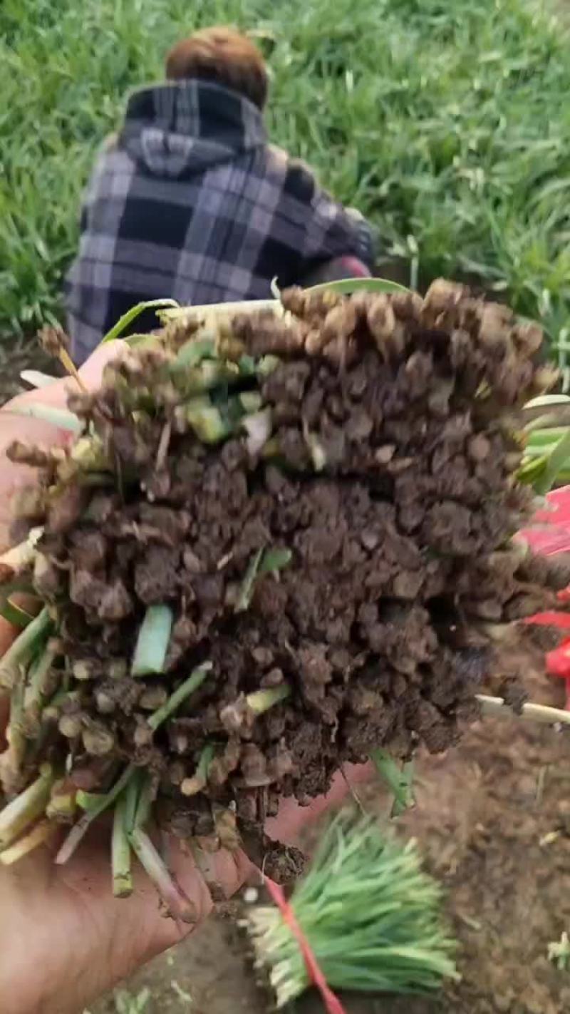香河陆地紫根小韭菜大量上市中质量好价格实惠诚信服务