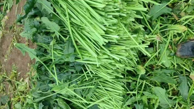 脱水菠菜，无根无黄叶
