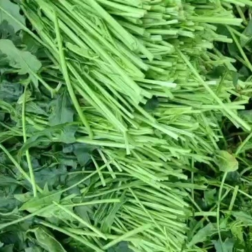 脱水菠菜，无根无黄叶