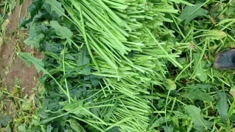 脱水菠菜，无根无黄叶