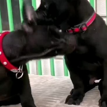 黑狼犬全身乌黑镇宅辟邪看家护院