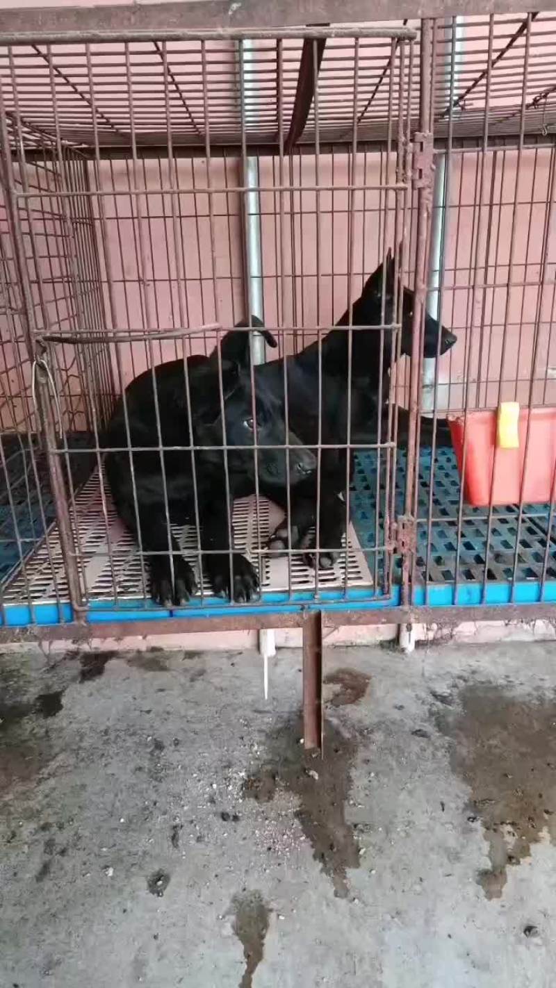黑狼犬全身乌黑镇宅辟邪看家护院