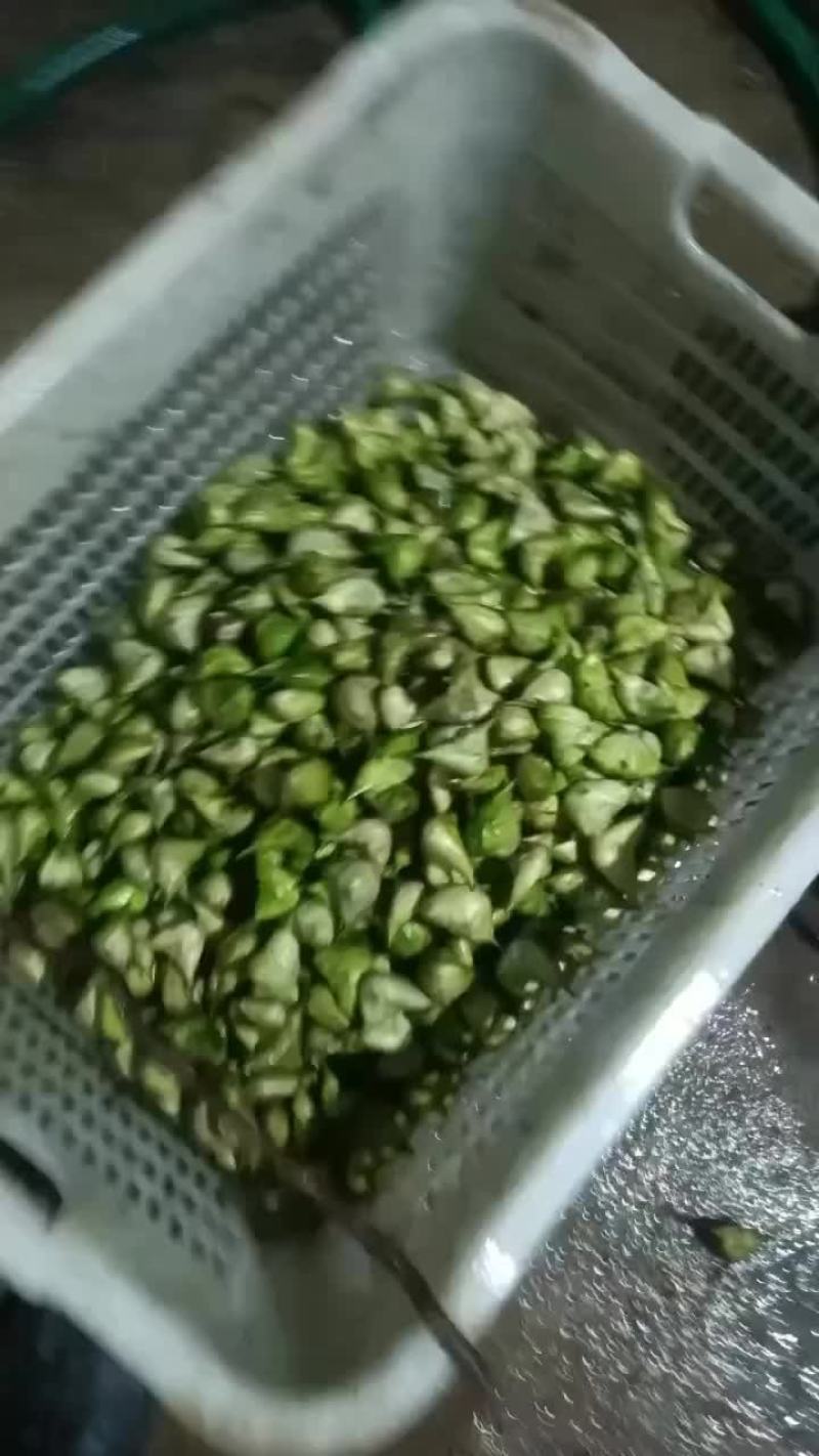 菱角上市