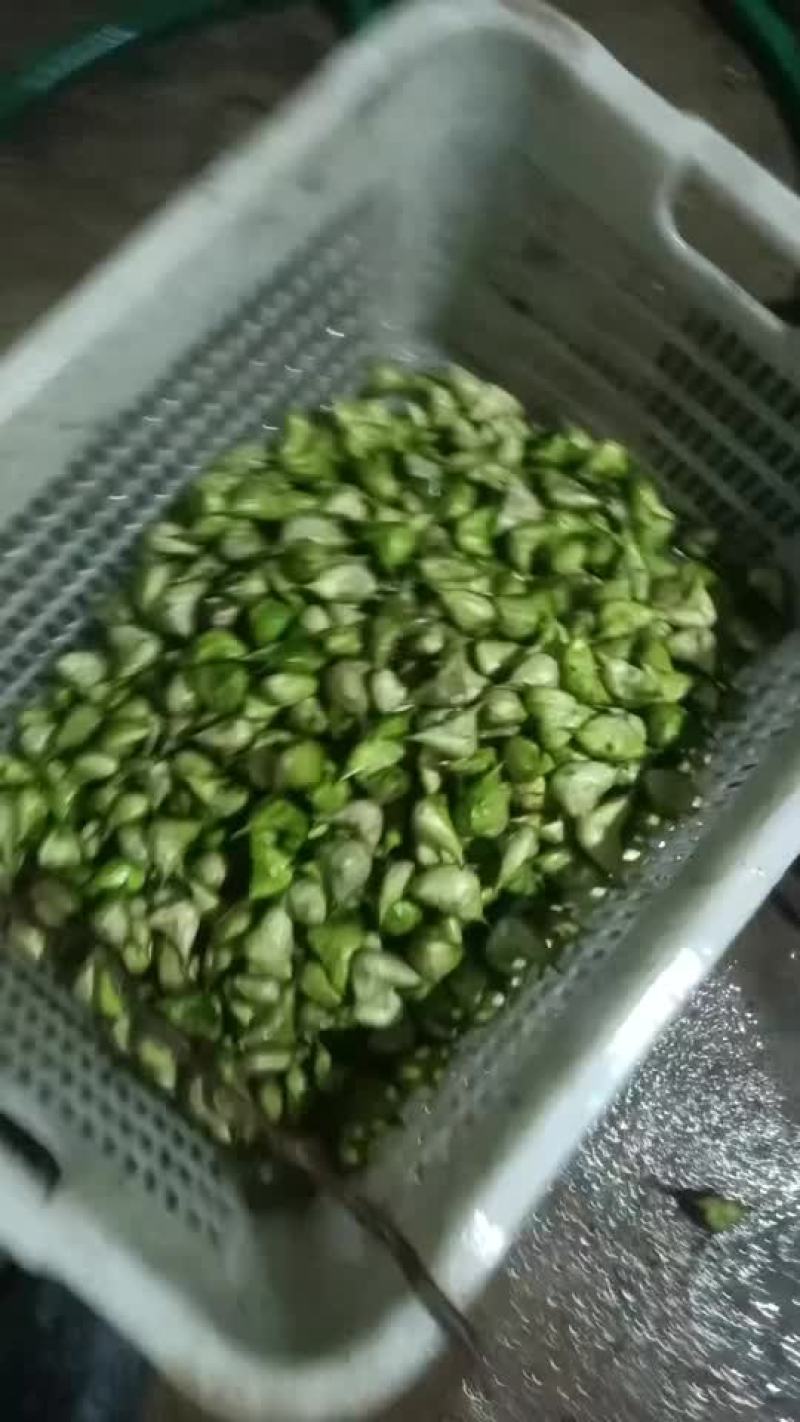 菱角上市