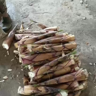 福建建瓯特产苦笋