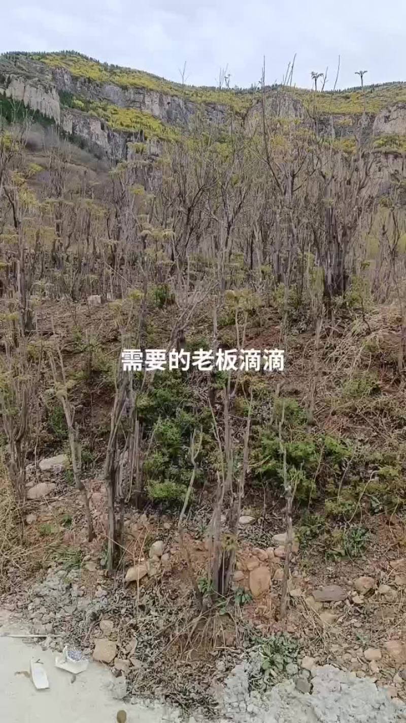 香椿芽