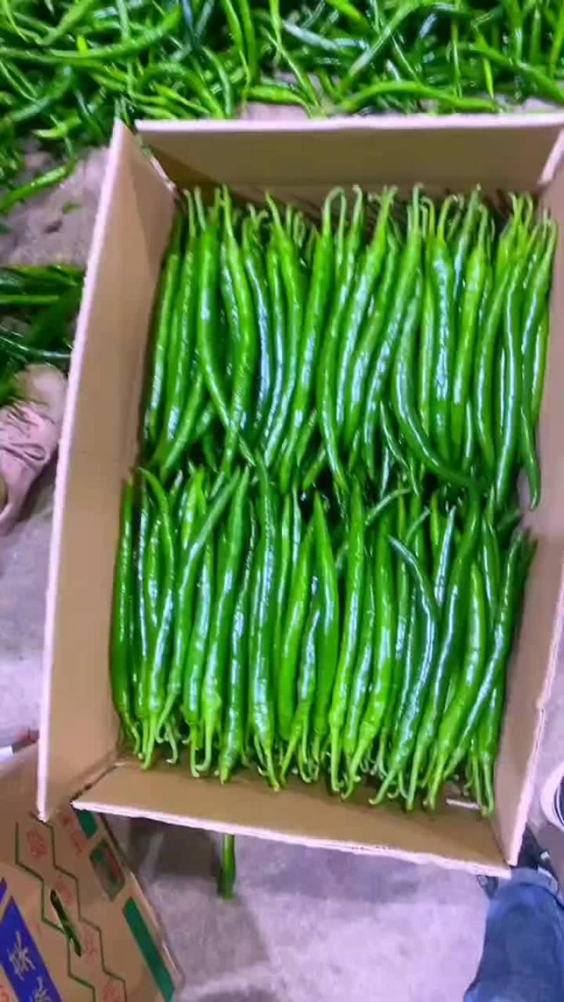 精品3号线椒