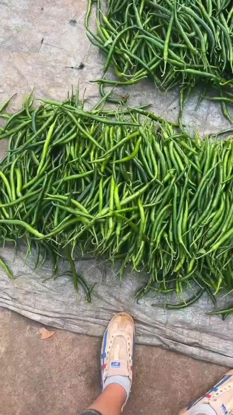 精品3号线椒