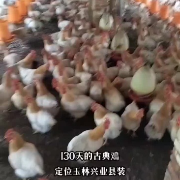 古典鳮，广西名鸡