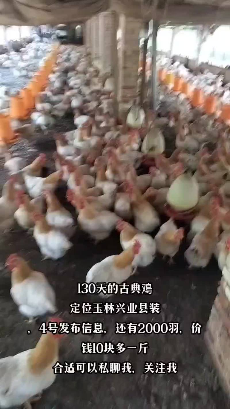 古典鳮，广西名鸡