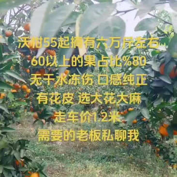 沃柑