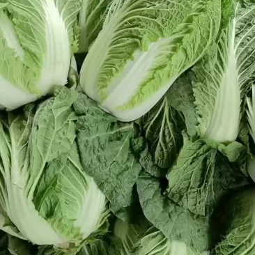 陕西白菜大量上市