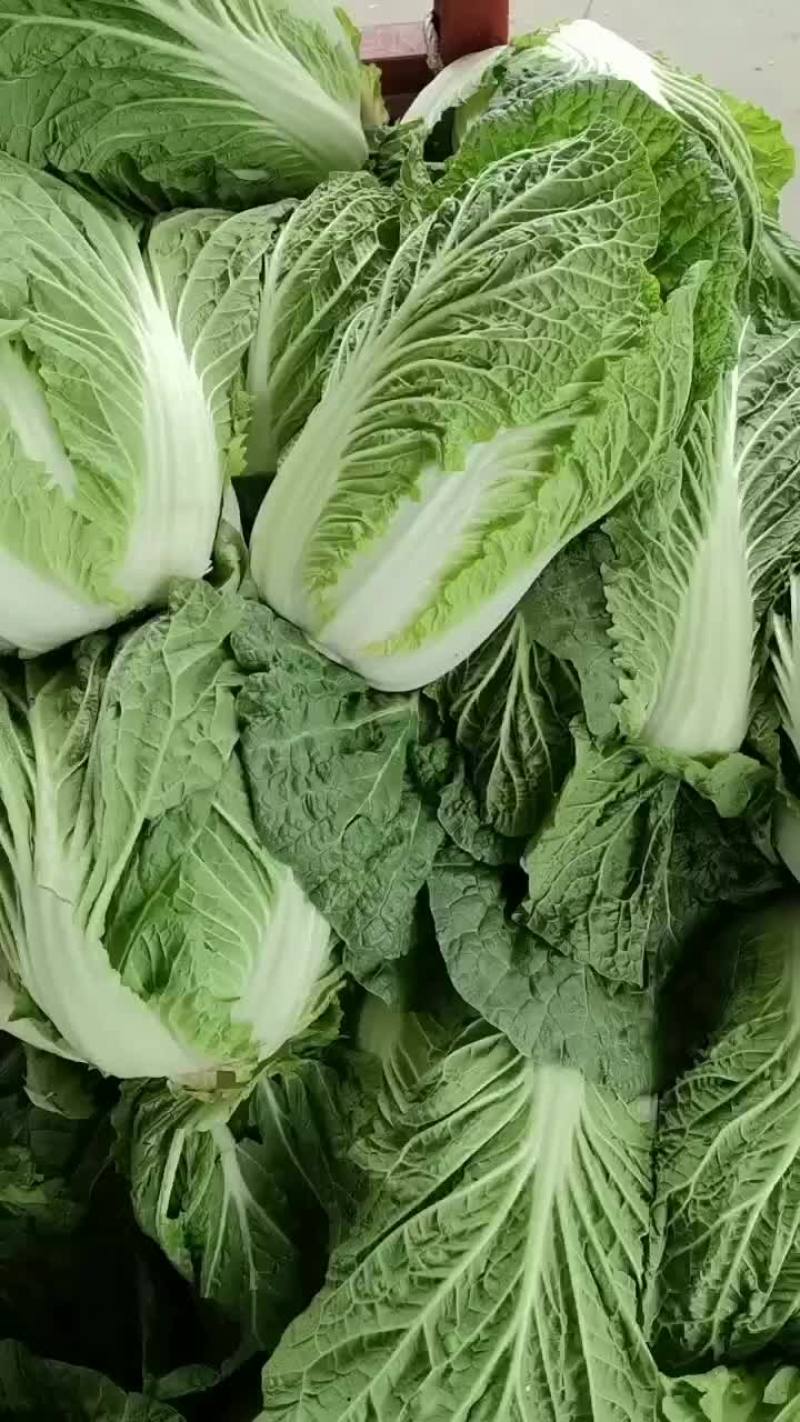 陕西白菜大量上市