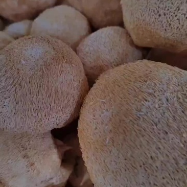 福建省古田县食用菌之都