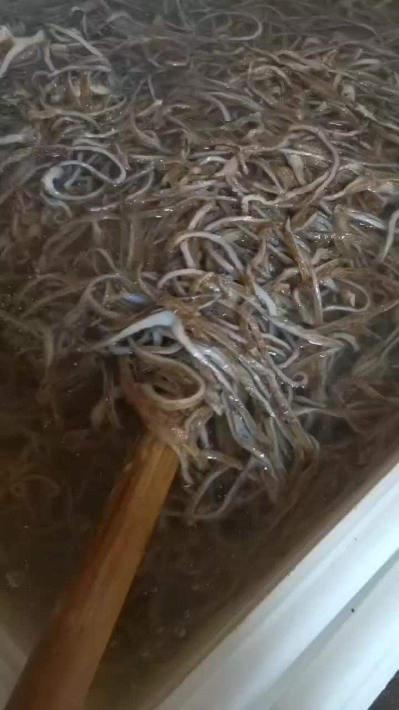 黑底板丝，白底板丝，预订产品规格，