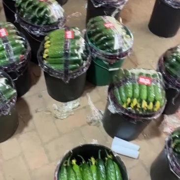精品汗黄瓜