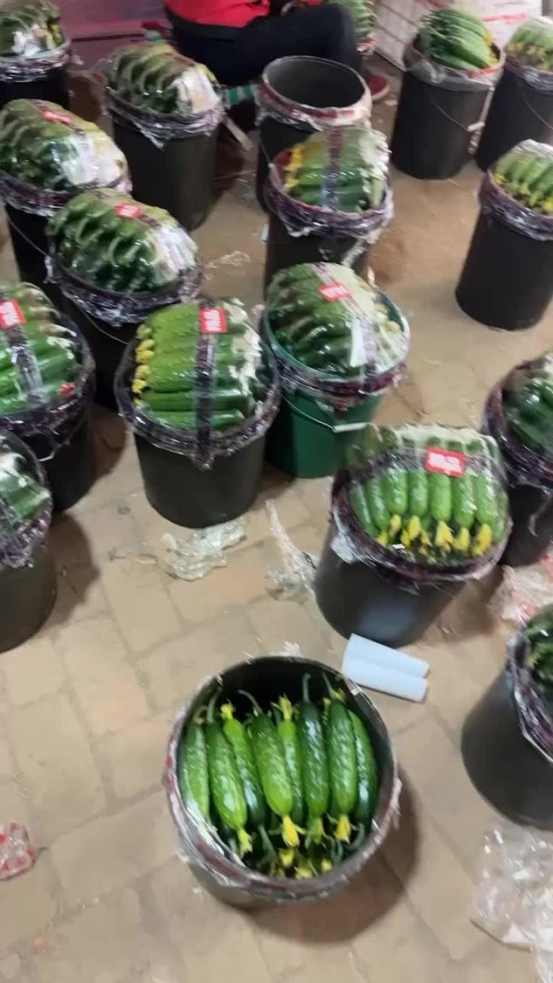 精品汗黄瓜