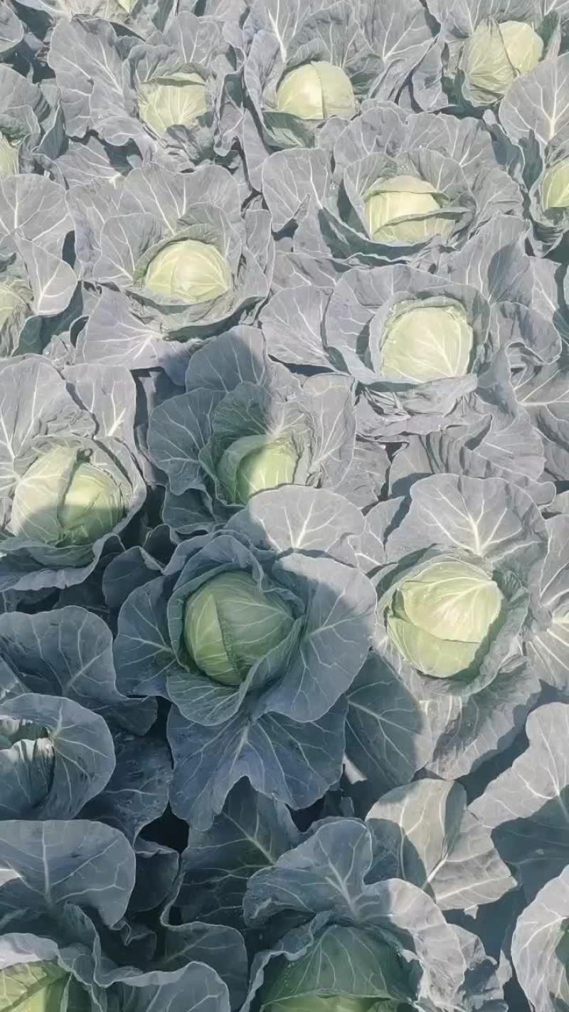 精品甘蓝大量有货一手资源，产地直发